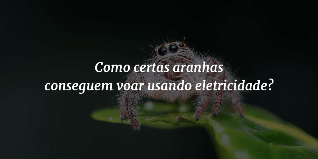 Imagem de capa com uma aranha ao fundo, em cima de uma folha, e o título "Como certas aranhas conseguem voar usando eletricidade?" à frente.
