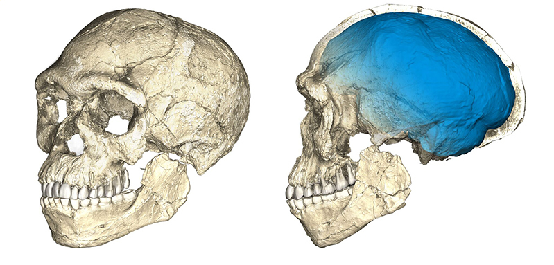 Duas visualizações da reconstrução do fóssil mais antigo conhecido do Homo sapiens, baseado em microtomografias computadorizadas de diversos fósseis originais encontrados em Jebel Irhoud (Marrocos).